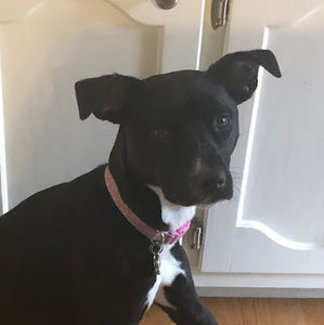 Meet your Posher, Haley